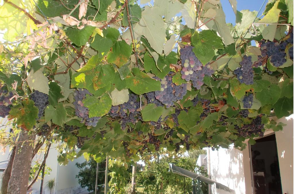 Quinta Da Harmonia Apartman Azeitao Kültér fotó